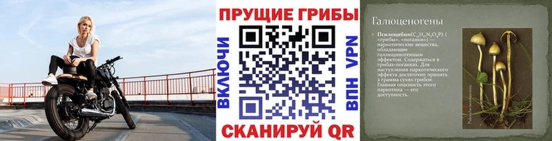 Псилоцибиновые грибы Psilocybine cubensis  Верхняя Пышма 